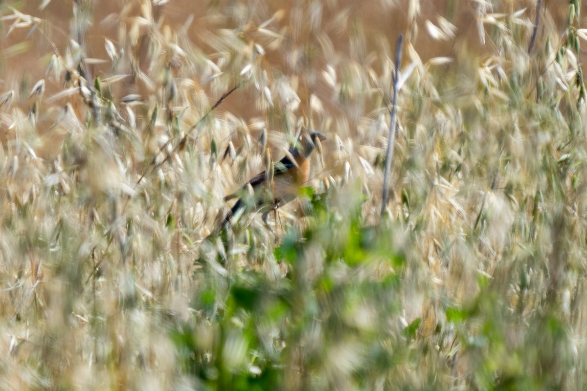 Lazuli Bunting - ML444584191