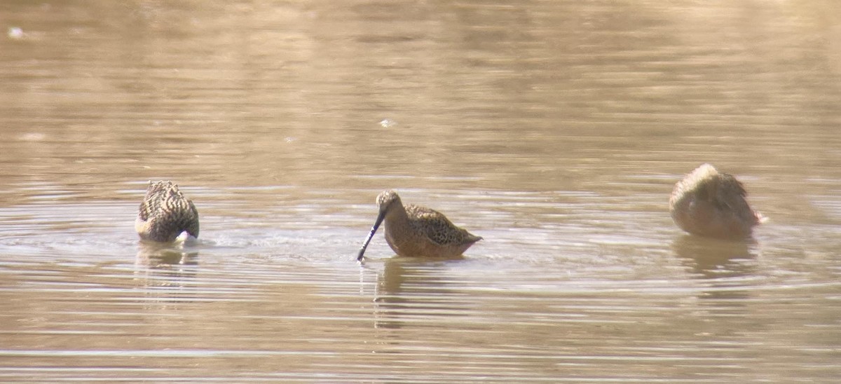 Long-billed Dowitcher - ML444584771