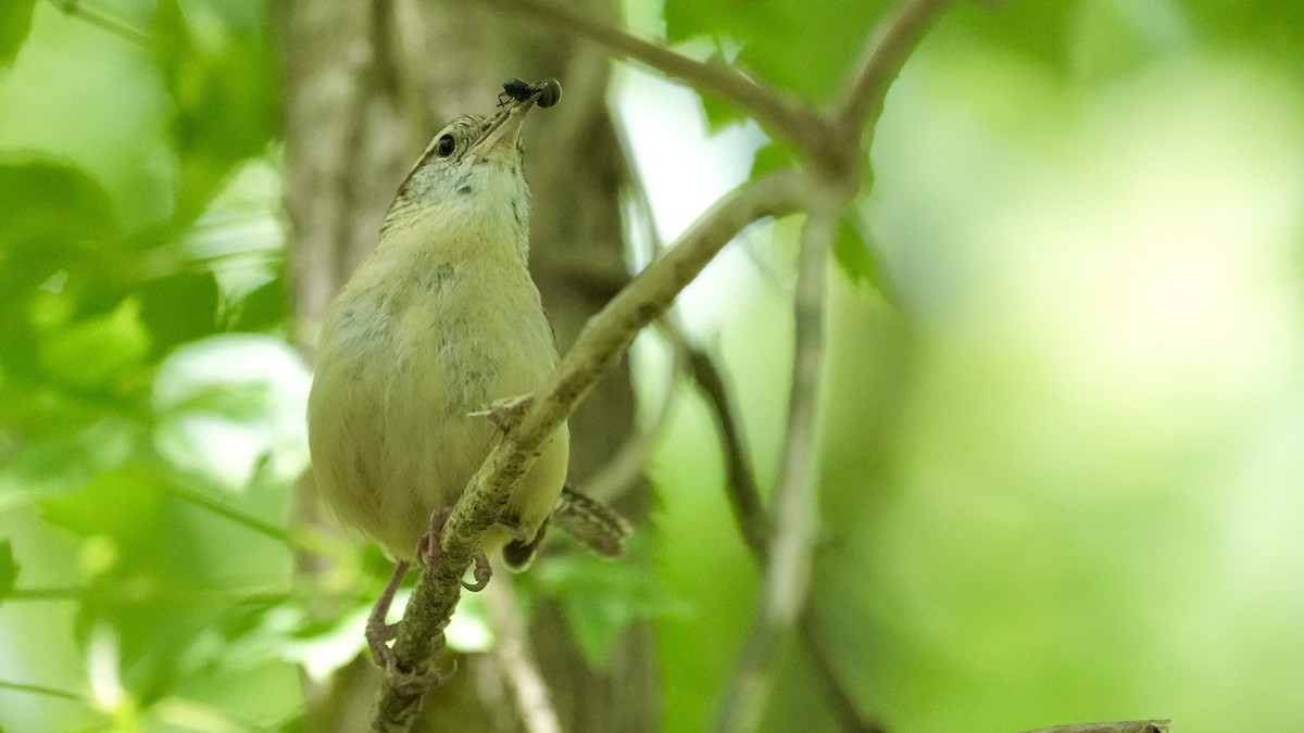 Carolina Wren - ML444585481