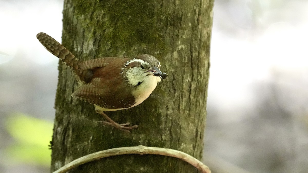 Carolina Wren - ML444585511