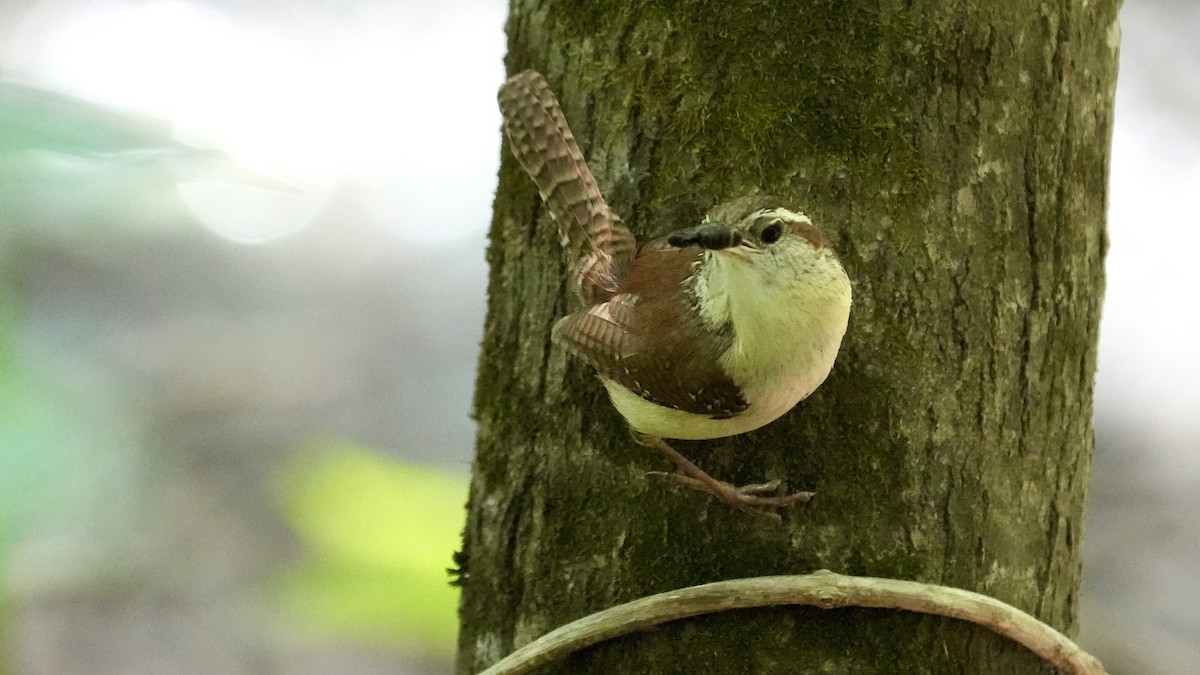 Carolina Wren - ML444585541