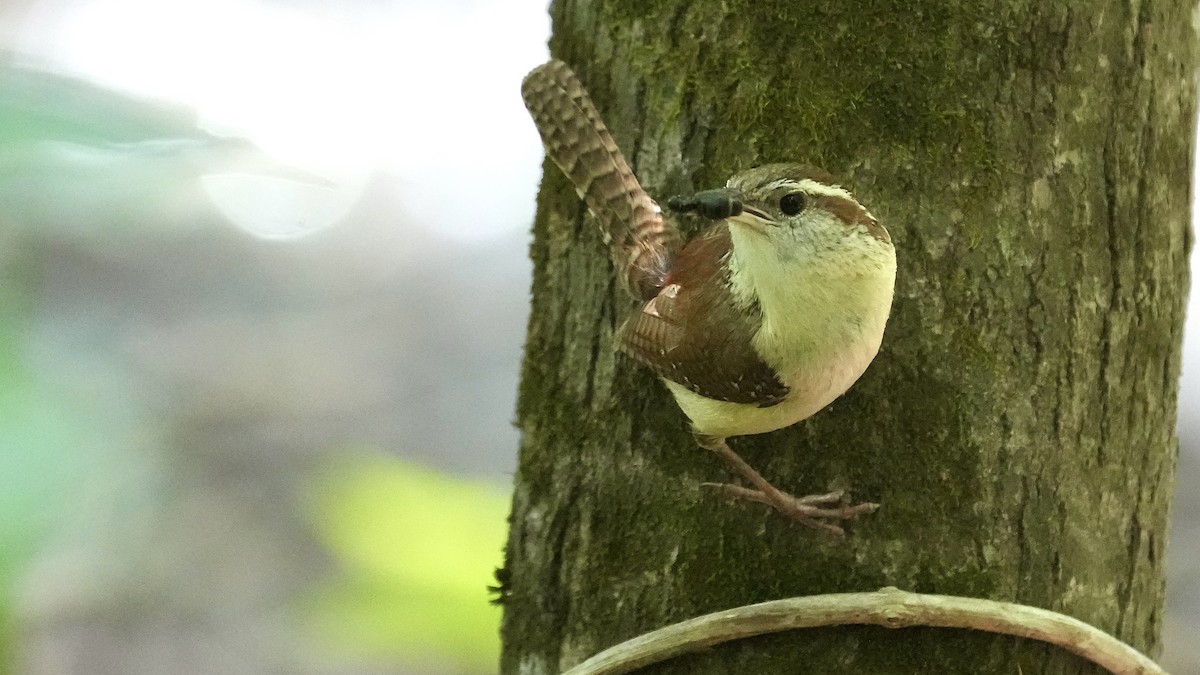 Carolina Wren - ML444585571