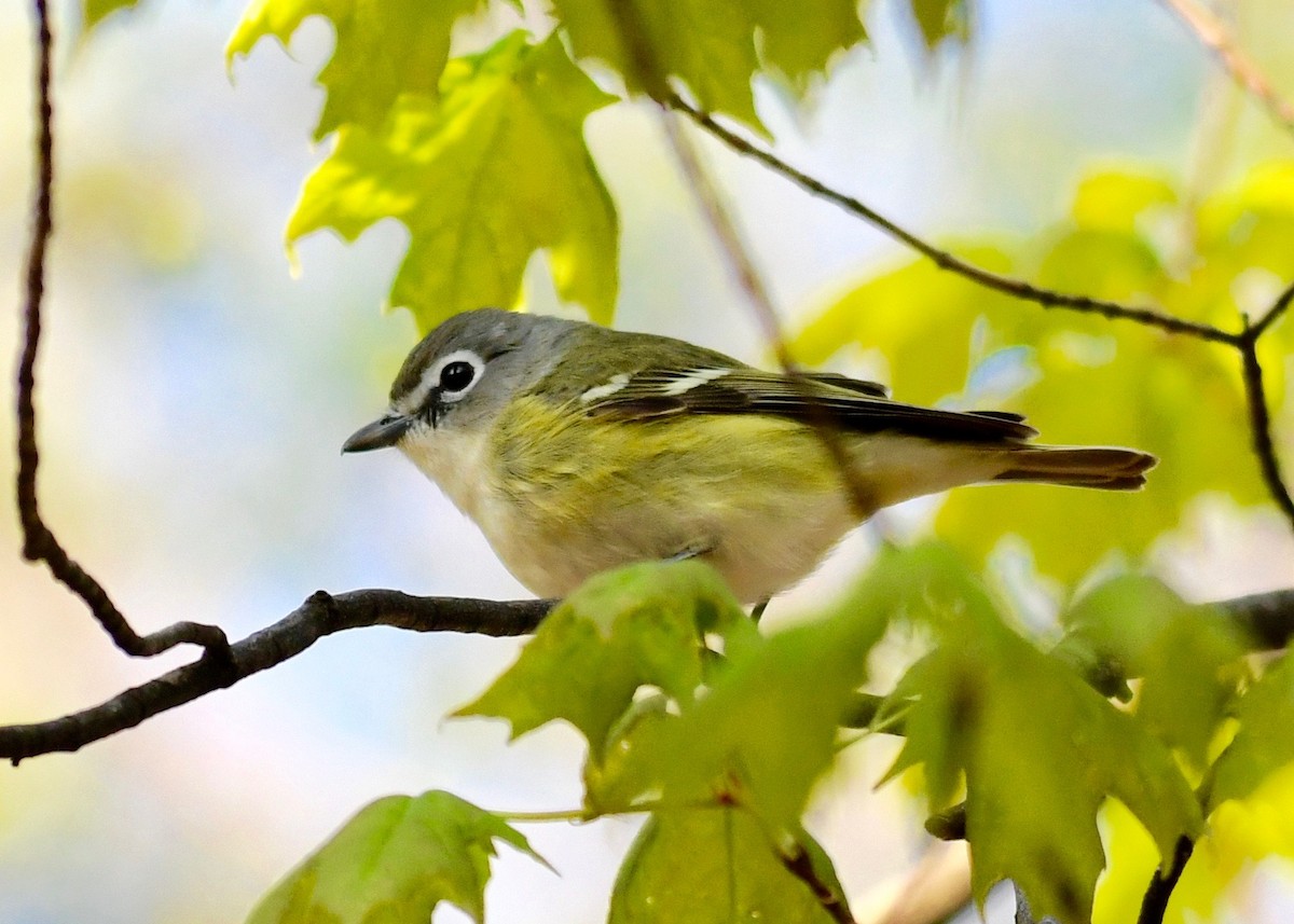 Mavi Başlı Vireo - ML444585691