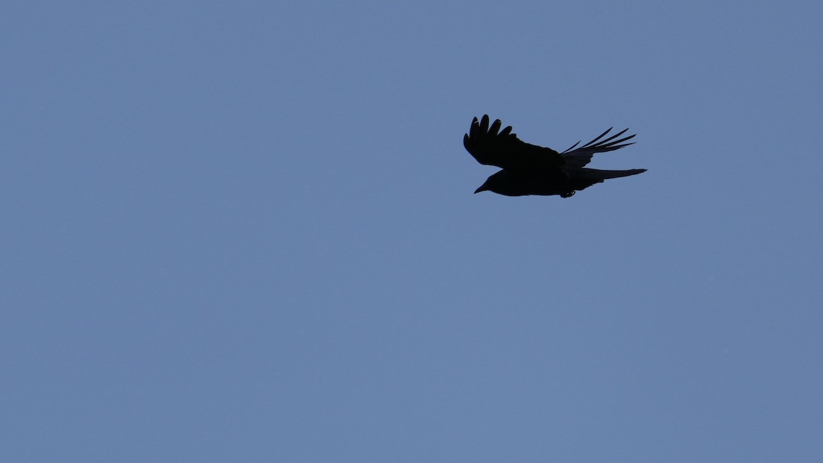 American Crow - ML444585711