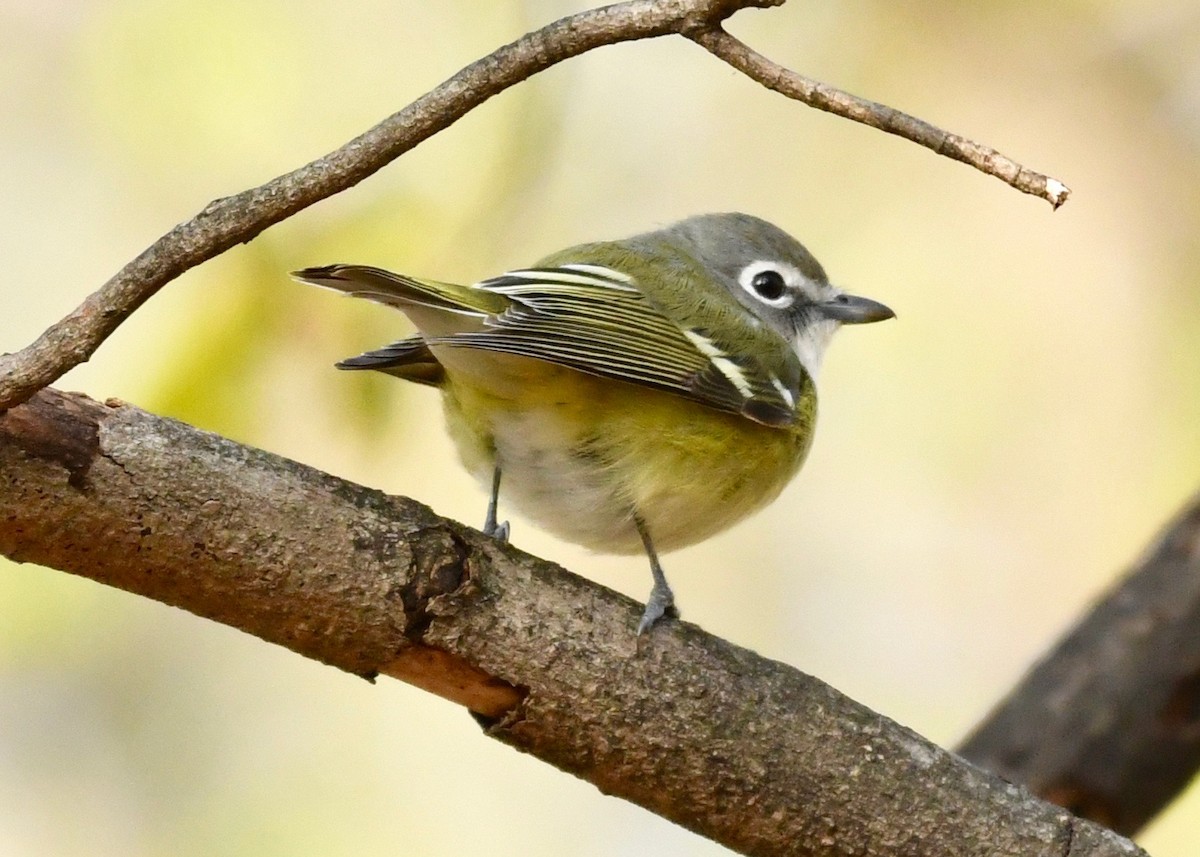 Blue-headed Vireo - ML444585721