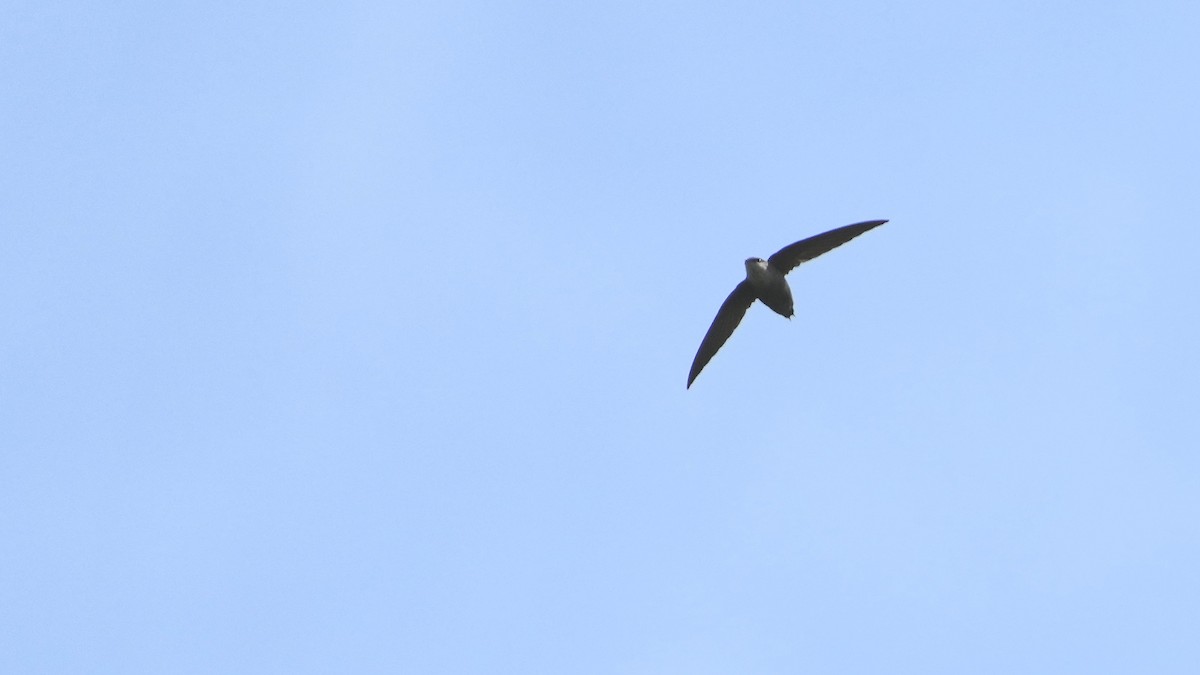 Chimney Swift - ML444585821