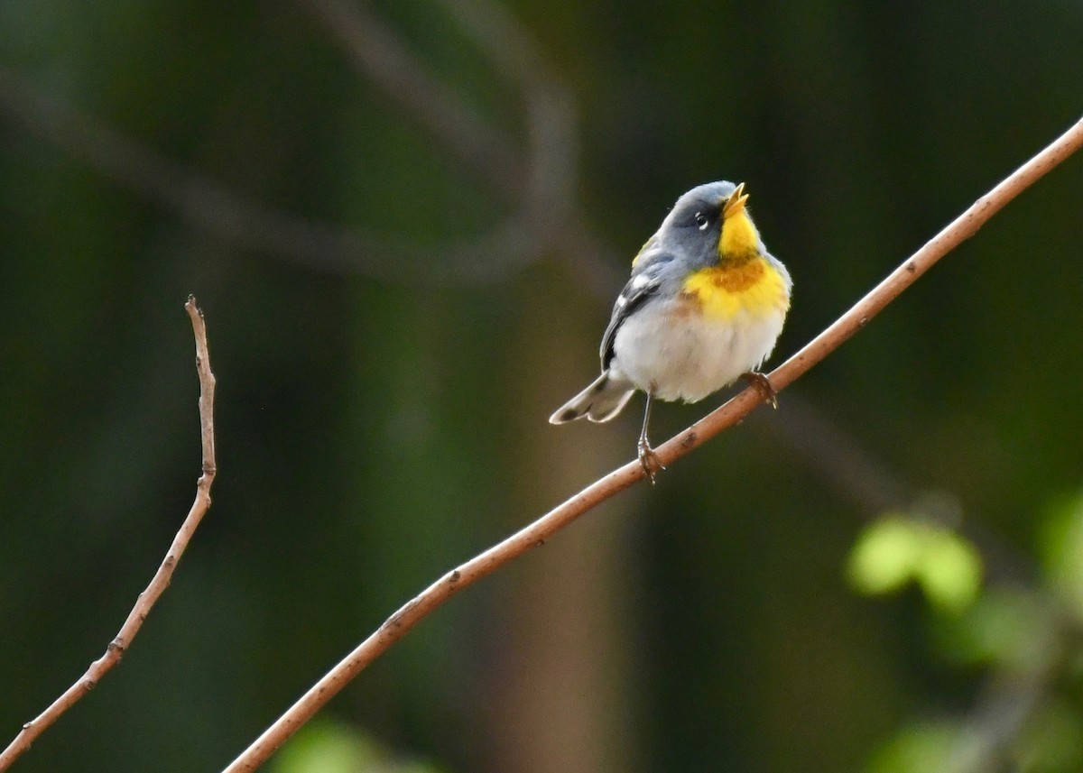 Northern Parula - ML444585901