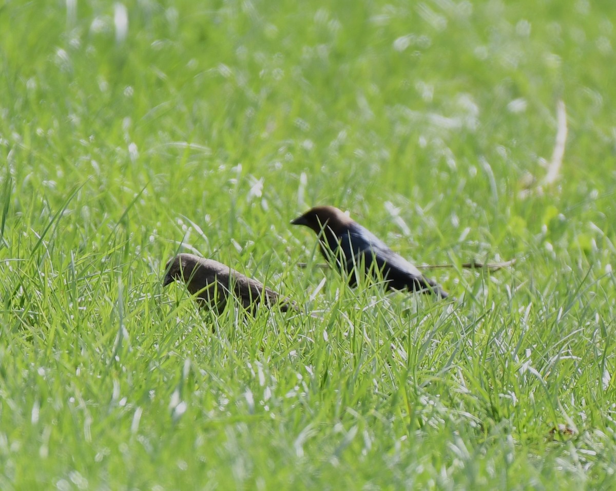 Brown-headed Cowbird - ML444588131
