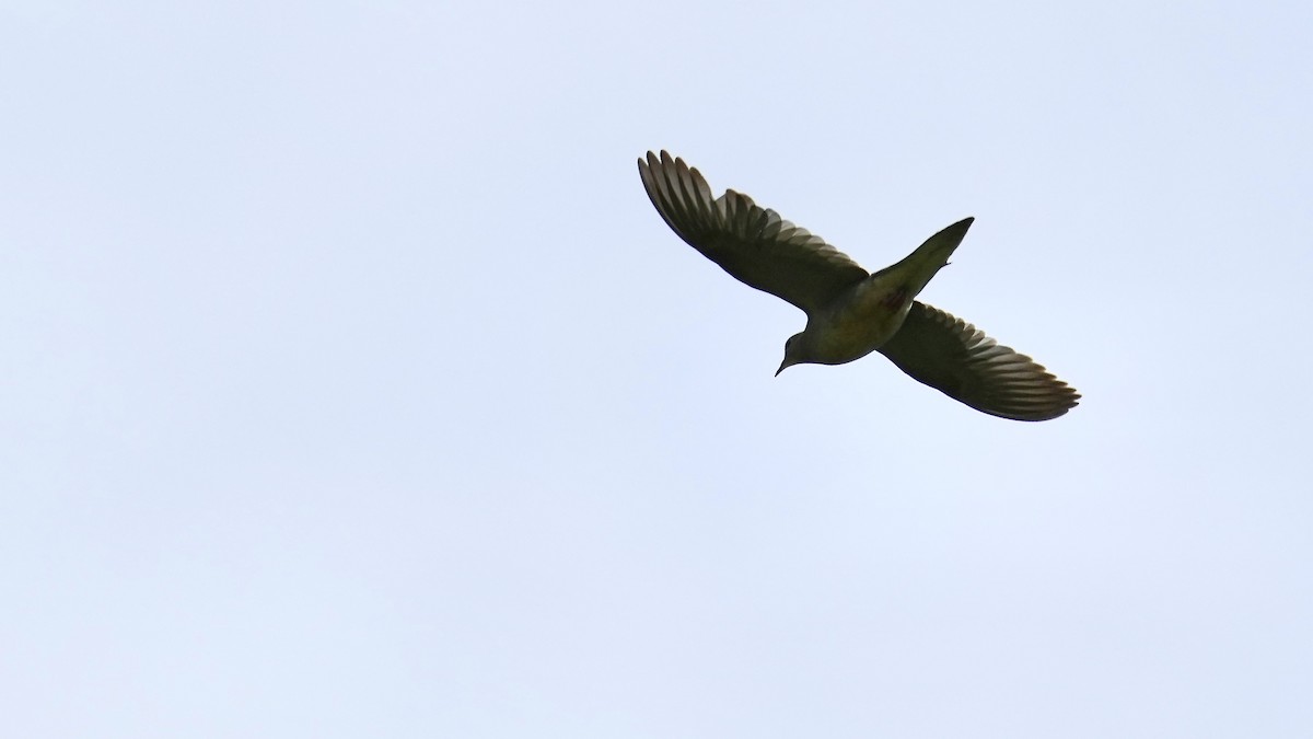 Mourning Dove - ML444588551