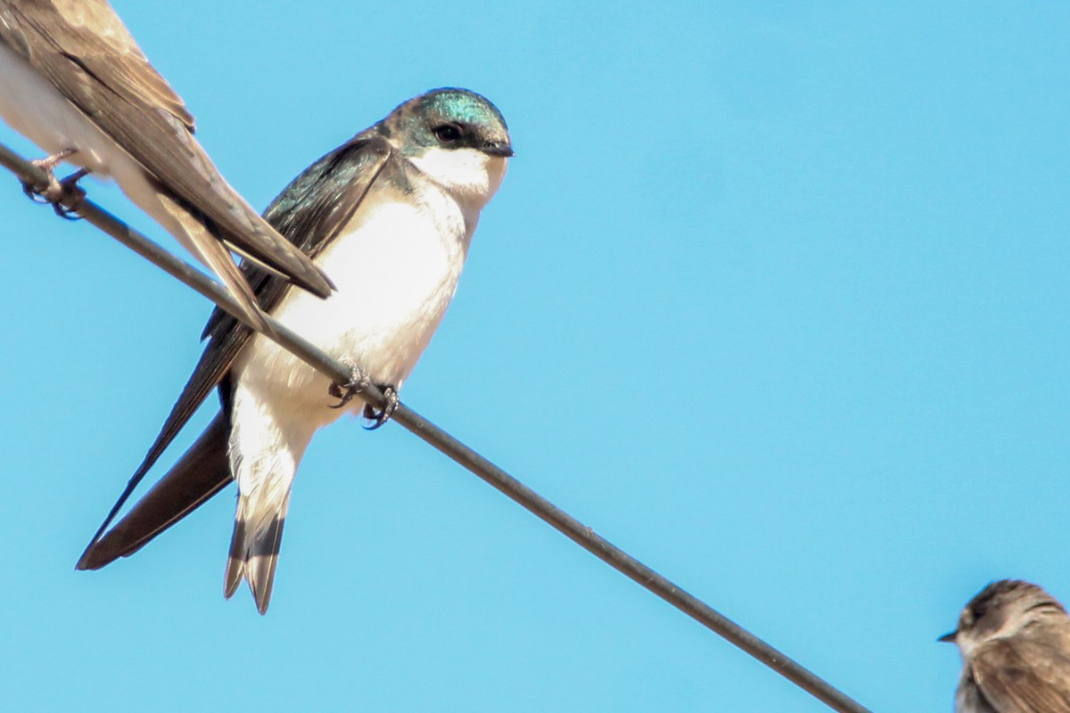 Tree Swallow - ML444588681