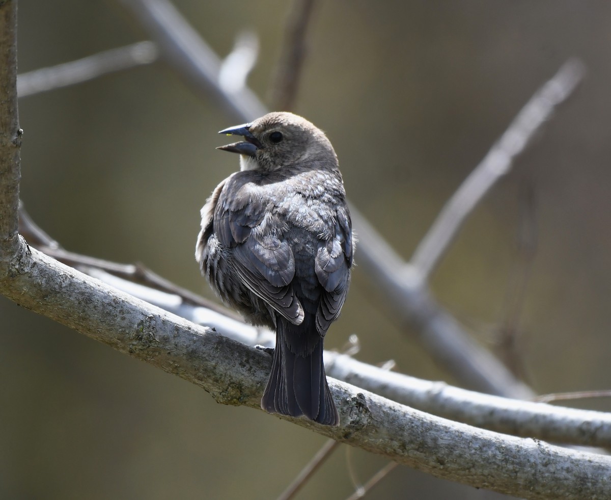 Brown-headed Cowbird - ML444588961