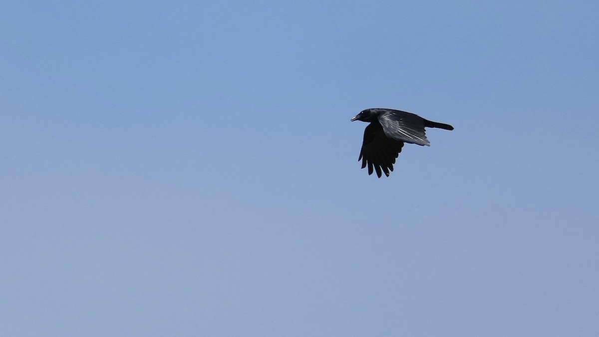 American Crow - ML444589131