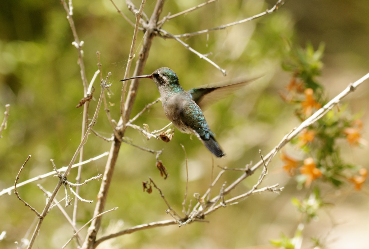 Broad-billed Hummingbird - ML444589291