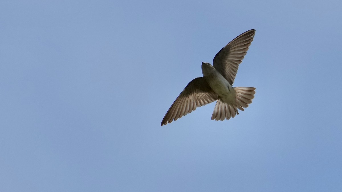 Northern Rough-winged Swallow - Sunil Thirkannad