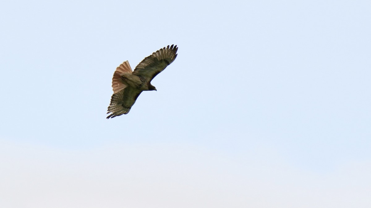 Red-tailed Hawk - ML444590461