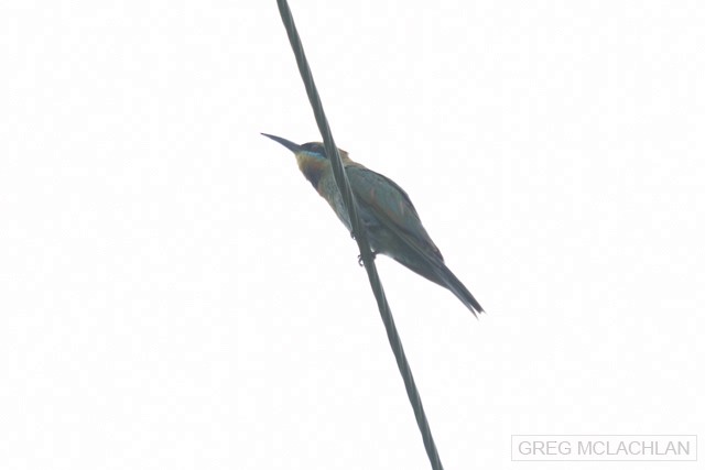 Rainbow Bee-eater - Greg McLachlan
