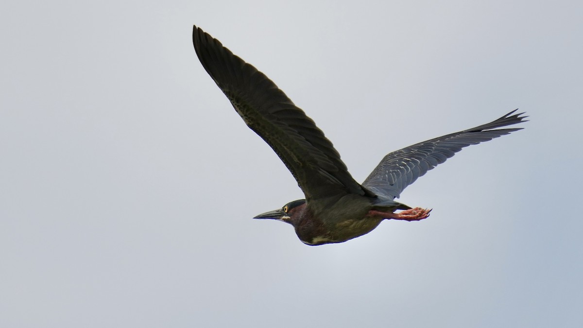 Green Heron - ML444590631