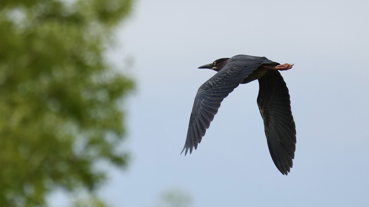 Green Heron - ML444590651