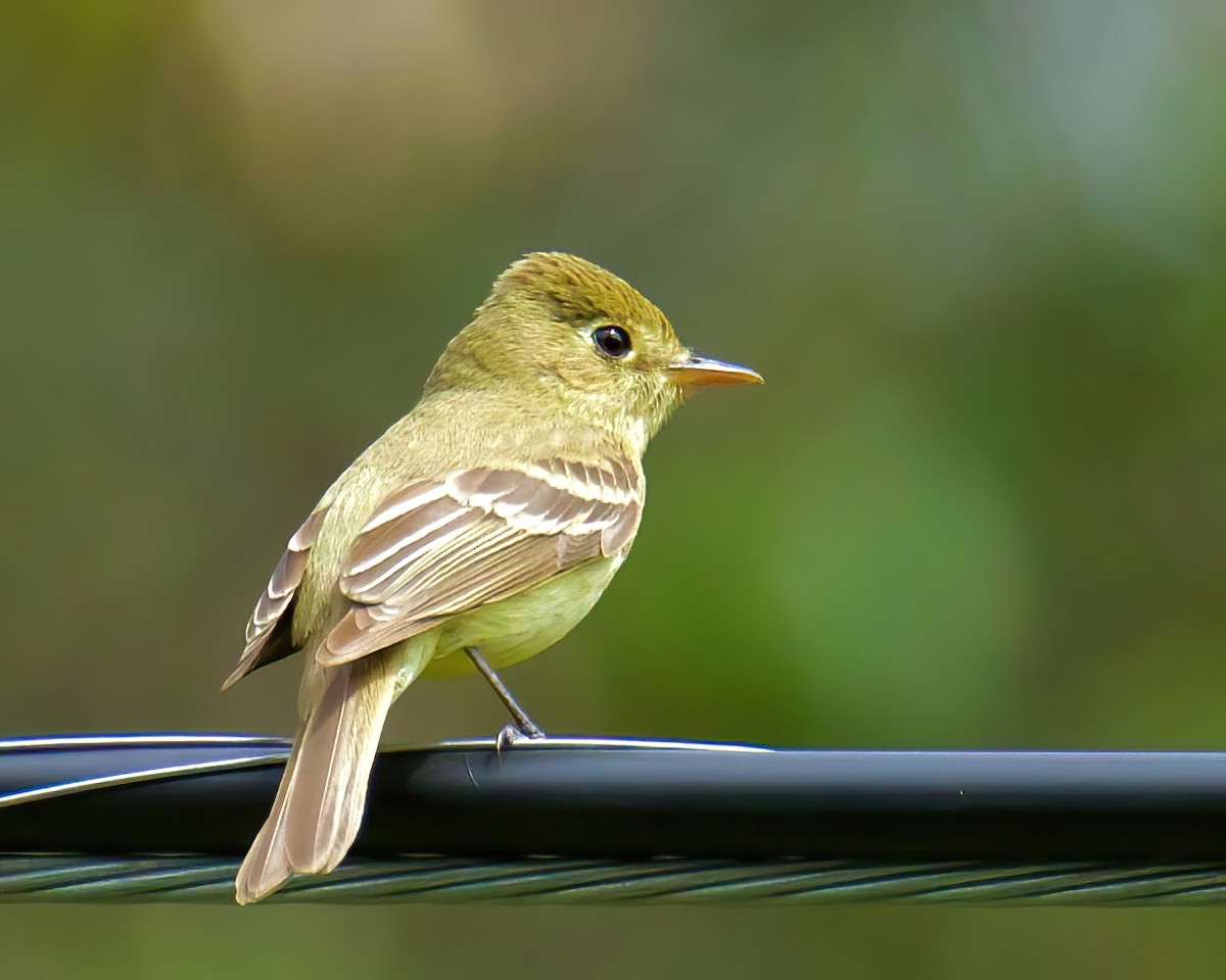 Western Flycatcher (Pacific-slope) - ML444590771