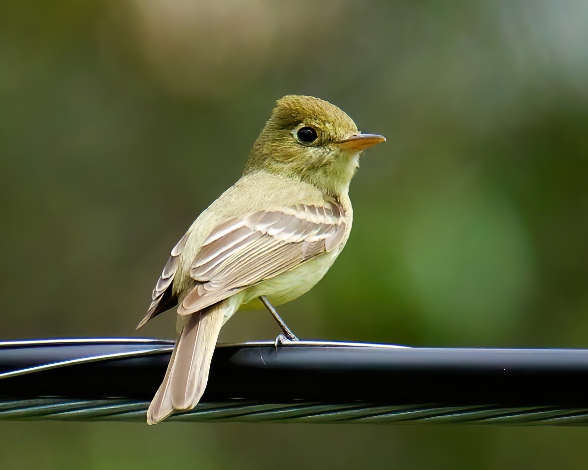 Western Flycatcher (Pacific-slope) - ML444590821