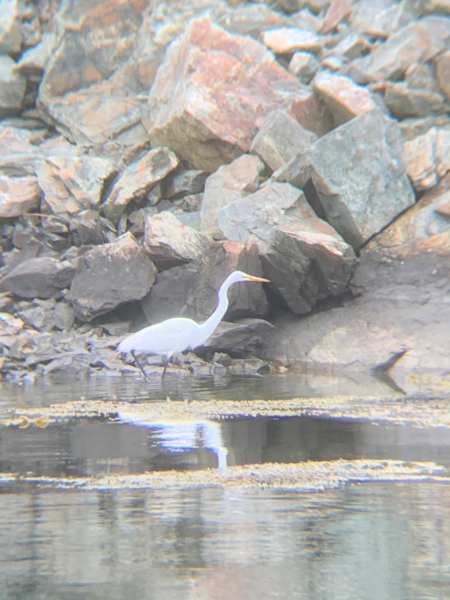 Great Egret - ML444592421