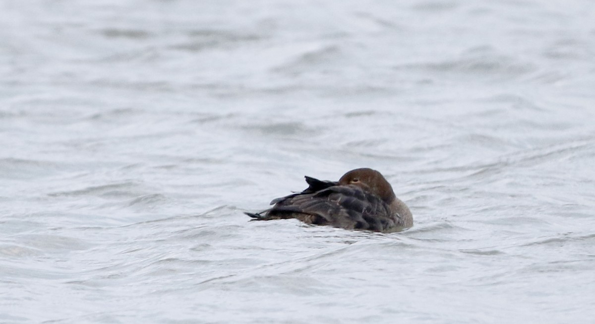 King Eider - ML44459251