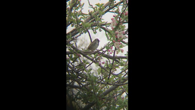 Harris's Sparrow - ML444592791