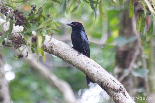 Spangled Drongo - ML44459341