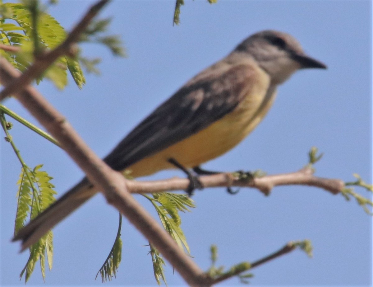 Tropical Kingbird - Barry Spolter