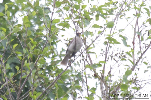 Little Friarbird - Greg McLachlan