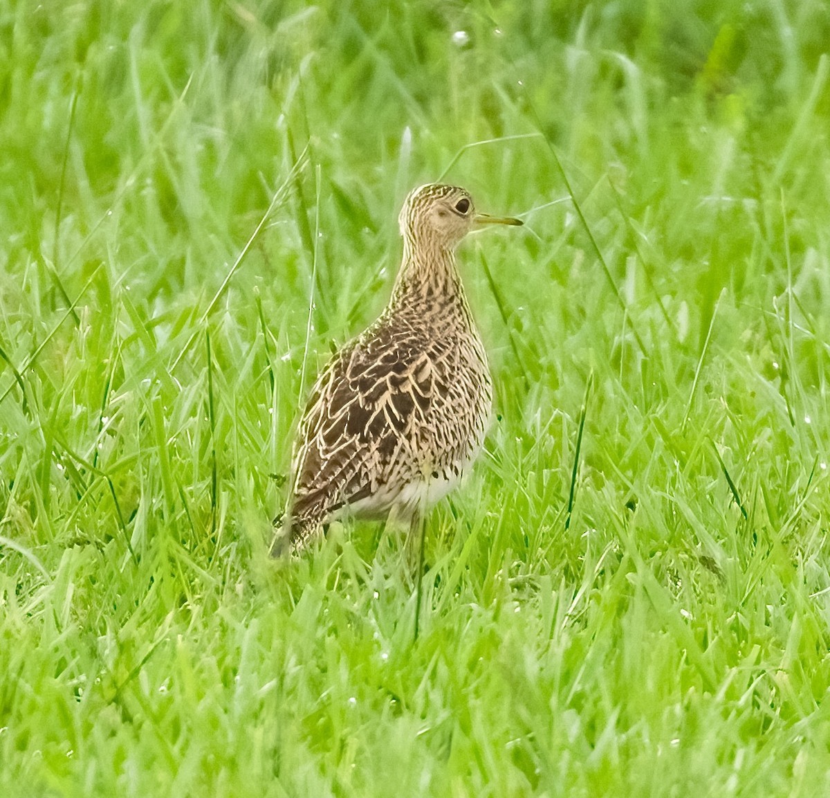 Upland Sandpiper - ML444593961