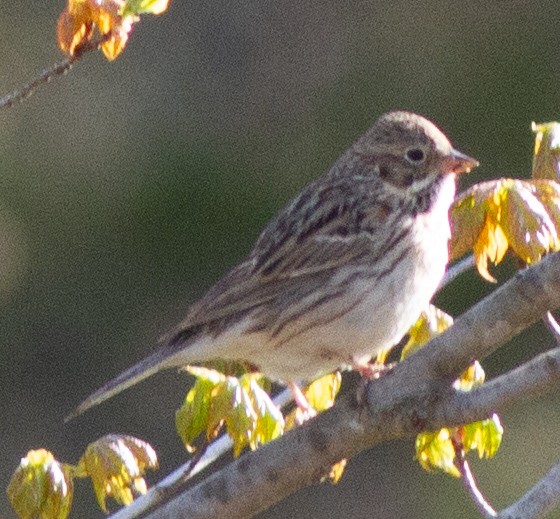 Vesper Sparrow - ML444594251