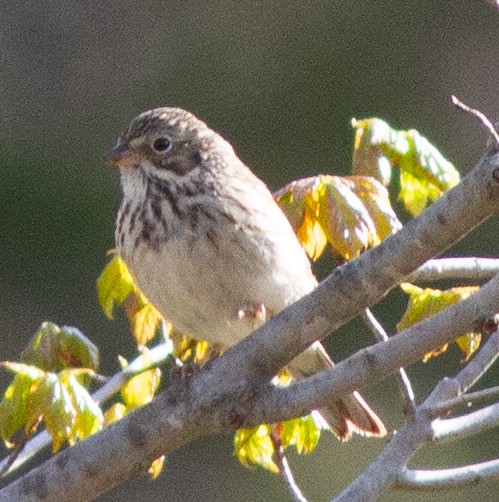 Vesper Sparrow - ML444594261