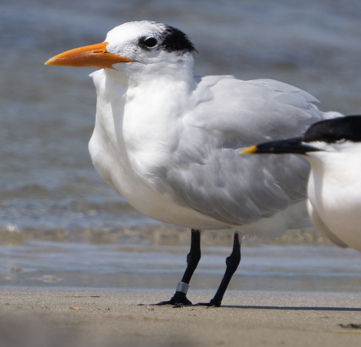 Royal Tern - ML444594591