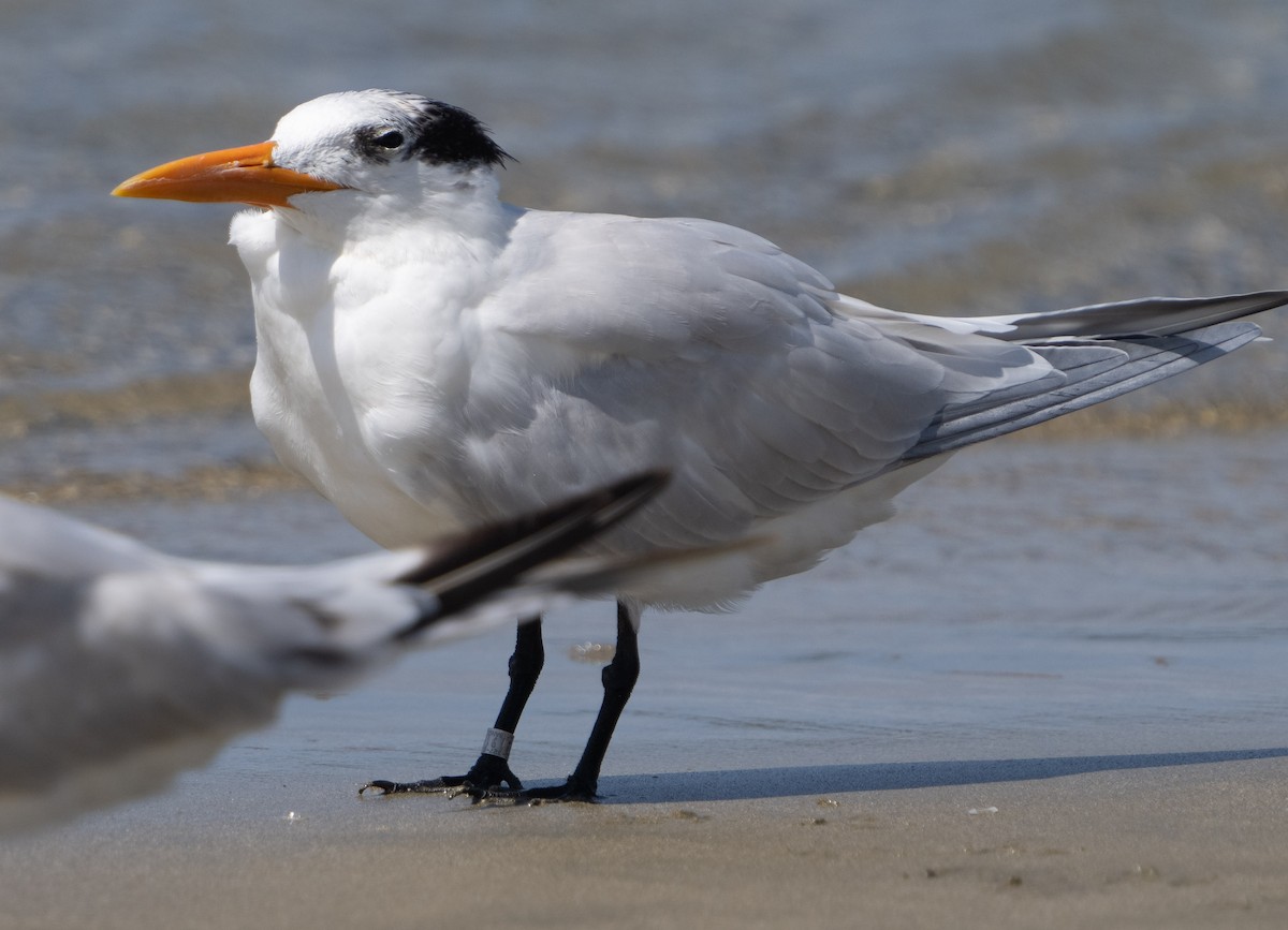 Royal Tern - ML444594601