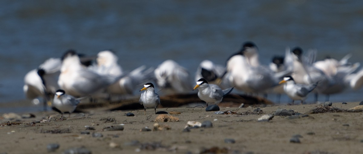 Least Tern - ML444594871