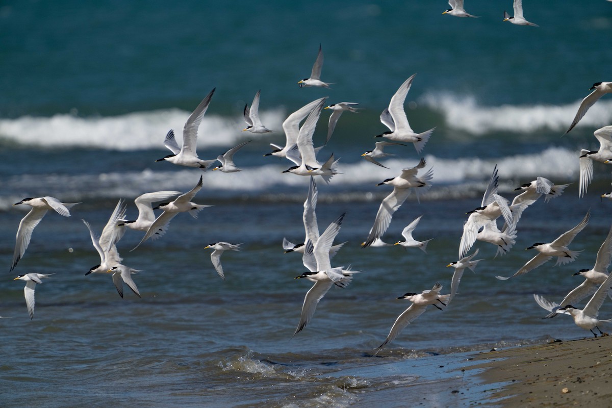 Least Tern - ML444595171