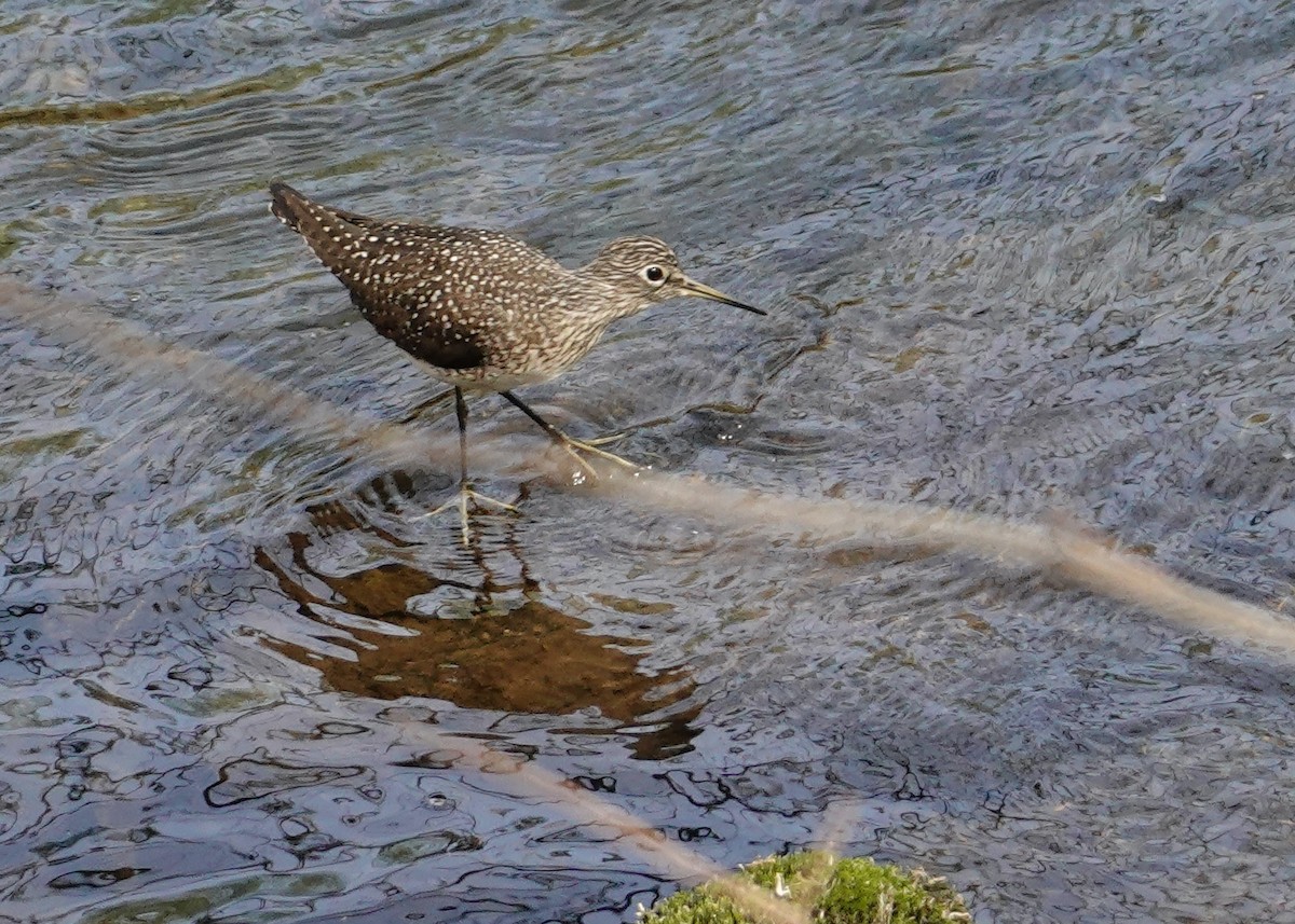 Solitary Sandpiper - ML444595611