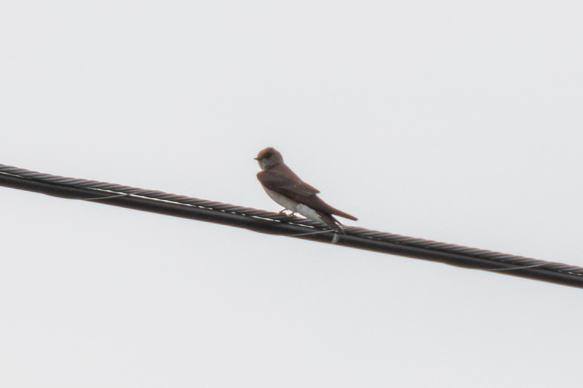 Northern Rough-winged Swallow - ML444595721