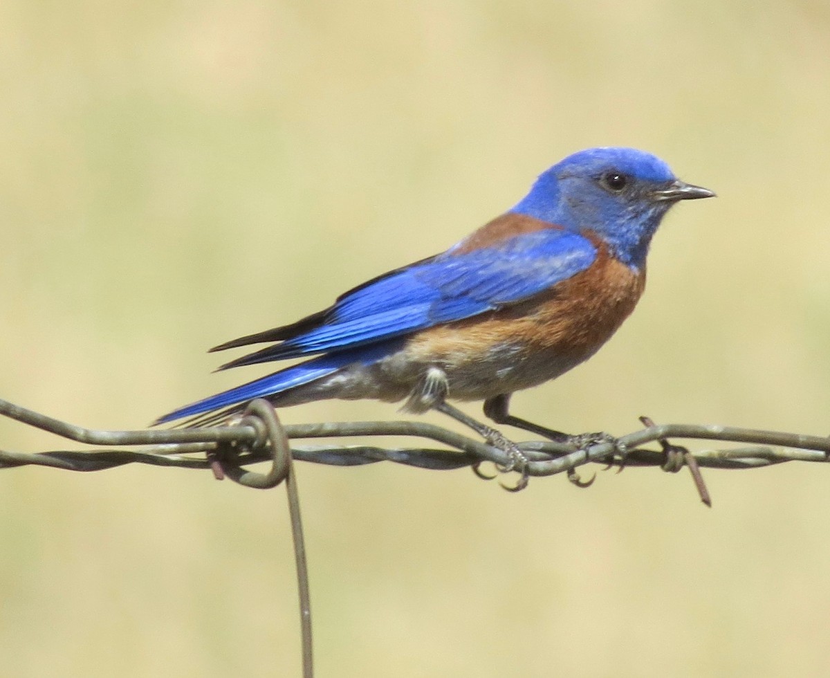 Western Bluebird - ML444595831