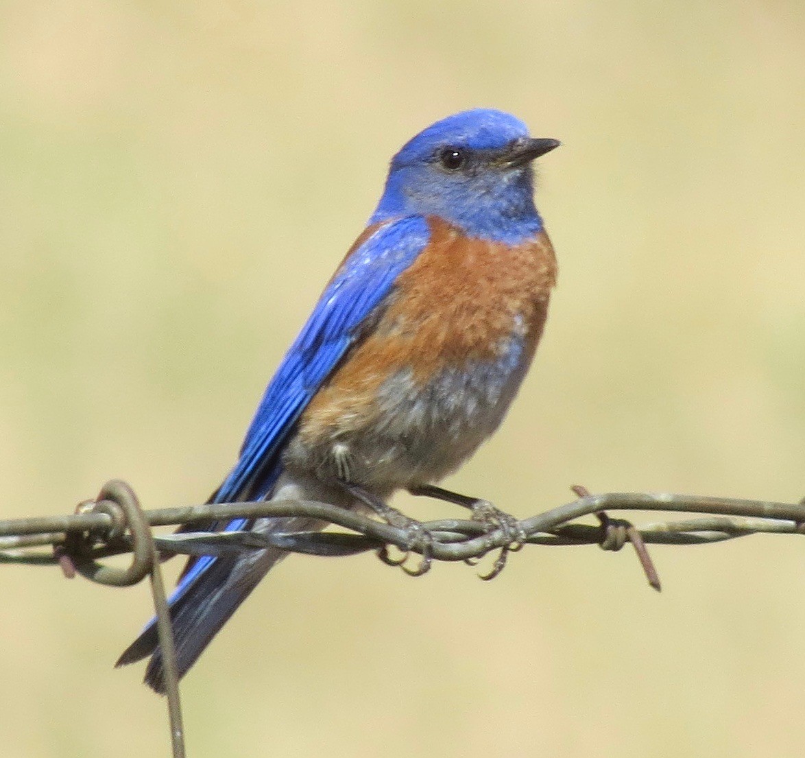 Western Bluebird - ML444595961