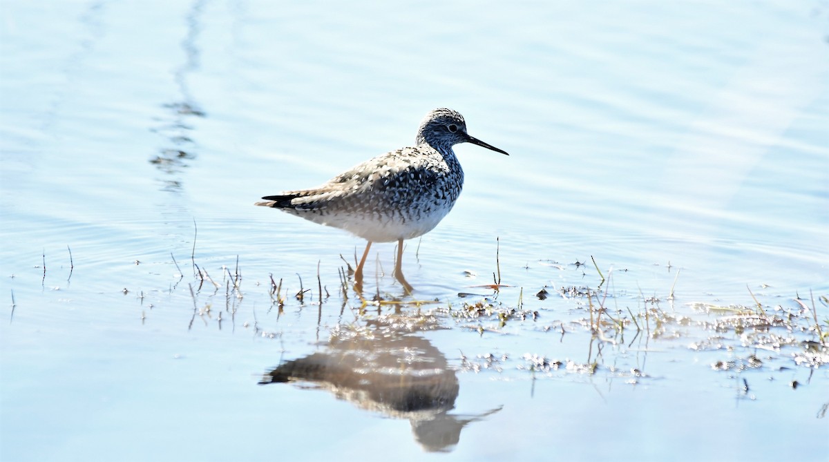 Lesser Yellowlegs - ML444597091