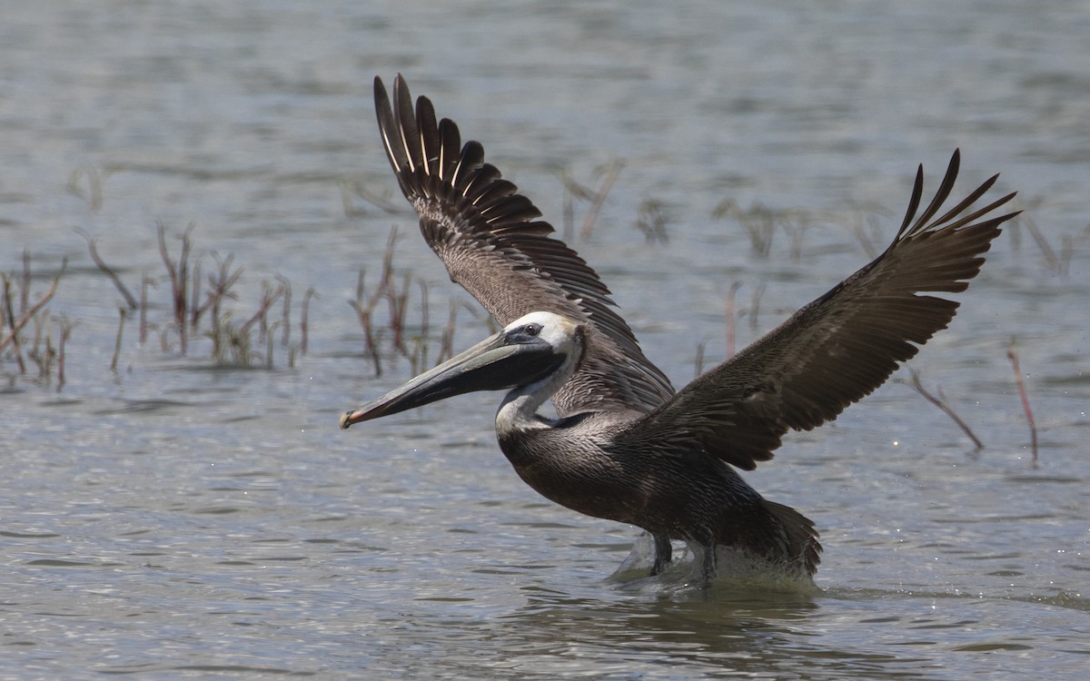 Brown Pelican - ML444597111