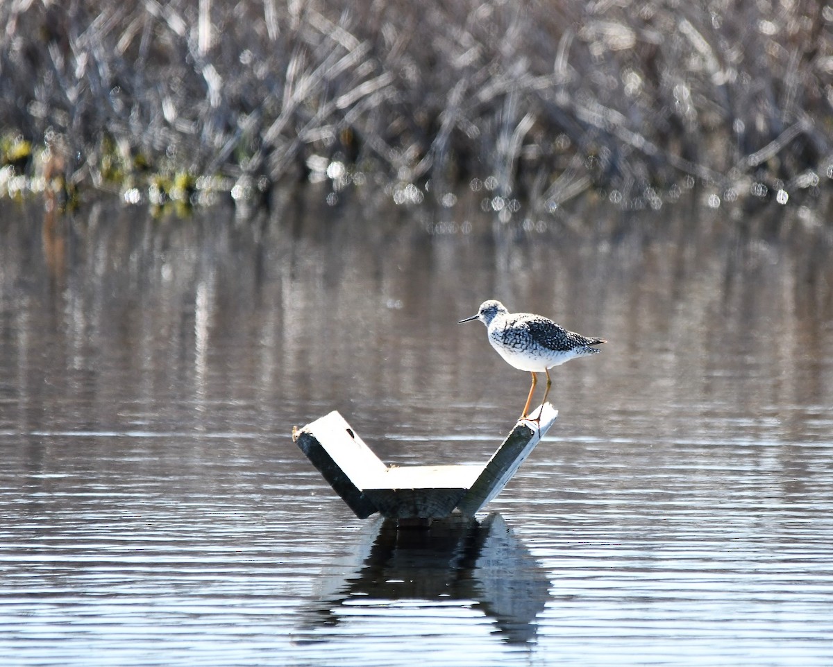 Lesser Yellowlegs - ML444597191