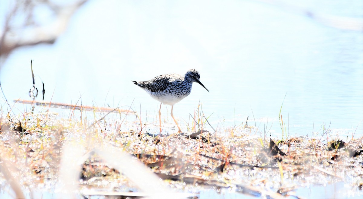 Lesser Yellowlegs - ML444597441