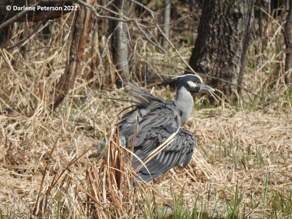 Yellow-crowned Night Heron - Darlene  Peterson