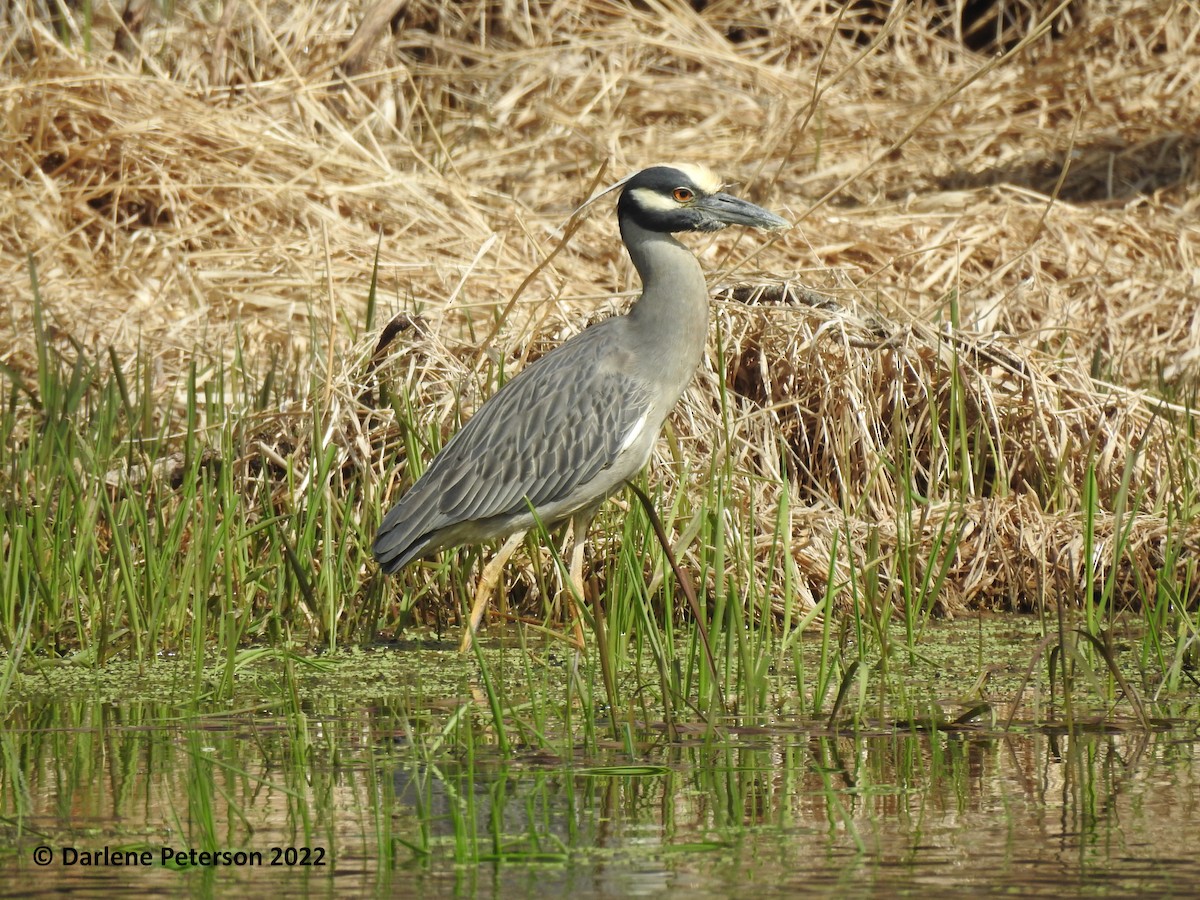 Yellow-crowned Night Heron - Darlene  Peterson