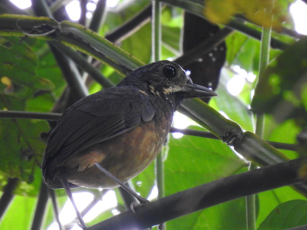 Scaled Antpitta - ML444598541