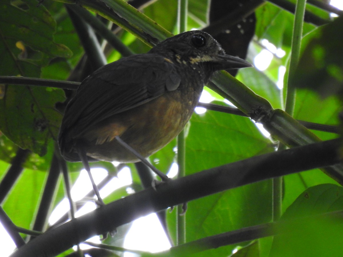 Scaled Antpitta - ML444598611