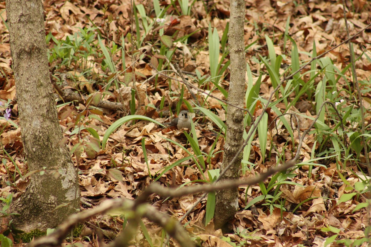 Tufted Titmouse - ML444598931
